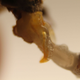 Imagen para el artículo titulado Esto es un pene de abeja macho, y su cópula con la reina es tan explosiva que muere al terminar el acto